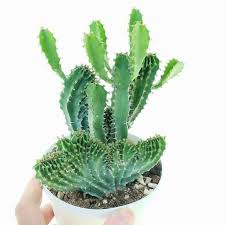 Image result for Euphorbia jubata
