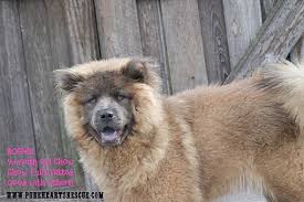 Search online to see who is currently up for adoption or visit your local adoption centre to meet them in person. Tampa Fl Chow Chow Meet Sophia A Pet For Adoption
