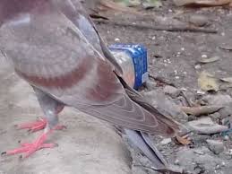 Merpati burung hewan alam bulu sayap penerbangan fauna terbang pena. Ciri Ciri Burung Merpati Balap Yang Bagus Dari Sayap Bulu Penjawat Youtube