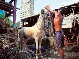 Mumbai horse carriage ban leaves working families in fear