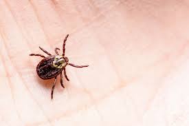 Learn how to spot and treat at the first signs of these nasty pests. 11 Common Bug Bite Pictures How To Id Insect Bites And Stings