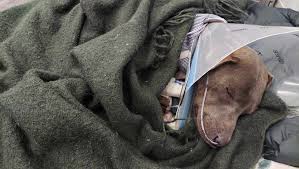 Fundraiser for Magdalena Smolarz by Kathi McDonell : Vivi's Recovery:  Surgery and Care