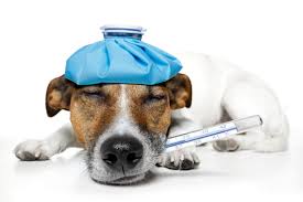 Pin On Pet Insurance