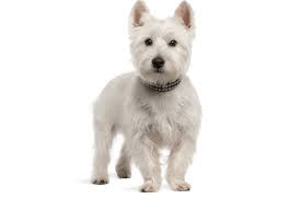 Westie West Highland White Terrier Puppies For Sale In Texas Adoptapet Com