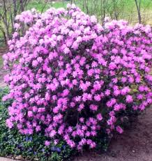 Pjm Rhododendron Another 7 Find At Home Depot Season Plants Deer Resistant Plants Plants