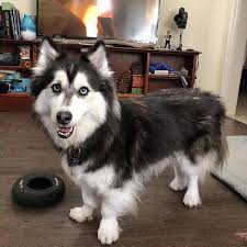 Maybe you would like to learn more about one of these? Dachshund Husky Mix Welcome To The Sausage Dog World