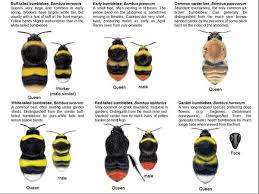 how to attract bumble bees to the suburban garden the