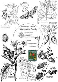 Solanaceae Nightshade Family Identify Plants Flowers
