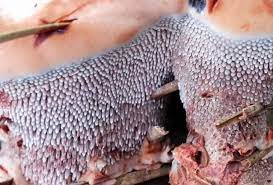 We did not find results for: Fungi Friday The Bleeding Tooth Fungus Hydnellum Peckii