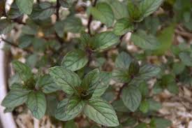 We did not find results for: Plant De Menthe Chocolat