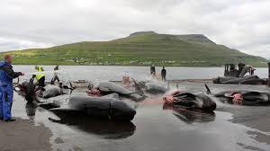 The slaughter of these dolphins (with the exception of harbour porpoises) is done the same way as the whales! Whaling In The Faroe Islands The Grind Explained Food And Beverage Reporter