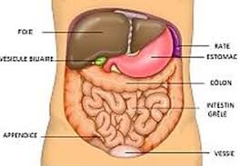 Epingle Sur Cuerpo Humano