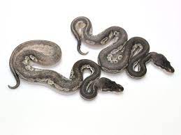 50 Shades Of Grey - Morph List - World Of Ball Pythons Ball Python 50 Shades Of Grey Reptile Room