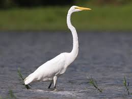 Tall Grey Bird With Black And White Head Pin On Research Helps