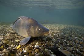 Carpe Federation De Peche De L Allier