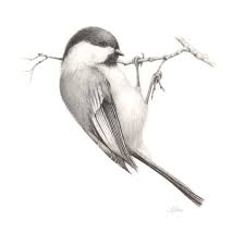 Sketch Bird On Branch Drawing So Cute And Realistic Bird Pencil Drawing Realistic Drawings Chickadee Drawing