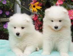 Look at pictures of samoyed puppies who need a home. Samoyed Puppies For Sale United States 1