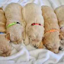 Goldendoodle puppies in colorado, loveland, colorado. English Goldendoodles Cream Retriever Breeder Canterbury Canines