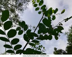 Image result for Phyllanthus tenellus