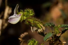 Image result for Kotschya