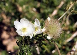 Image result for Chasmopodium purpurascens