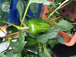 Padrón peppers are small, succulent green representatives of the capsicum annuum species with an elongated conical shape. Pimientos De Padron Milder Chili Spanischer Tapas Chilli Pimento