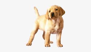 10+ times golden retriever puppies were the purest thing. Image Animated Gif Golden Retriever Png Image Transparent Png Free Download On Seekpng