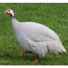 Guinea Fowl Birds That Look Like Turkeys Pin On Chicken