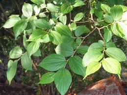 Image result for Celtis africana