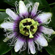 Image result for Passiflora edulis