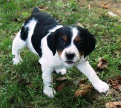 More specifically, they were originally bred as a gun generally, it's a good idea to get your brittany spaniel used to having their mouth, ears, and paws handled as a puppy and to reward them throughout. Pilot French Brittany Spaniel Puppy For Sale In Pennsylvania