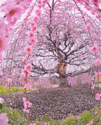 A 200 years old Cherry Tree in ...