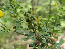 Image result for Crotalaria quarrei