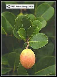 Brownish discoloration inside a plum what it is: Coco Plum Mammee Apple Pomegranate Persimmon Photos