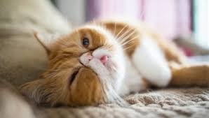 You can also bookmark this page with the url : Kucing Eksotik 84 Gambar Keterangan Kucing Baka Eksotik Berambut Panjang Dan Berambut Panjang Watak Anak Kucing Ciri Penjagaan