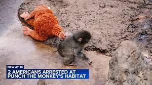 Ichikawa City Zoo says Punch, other monkeys are safe after 2 arrested for breaking into enclosure