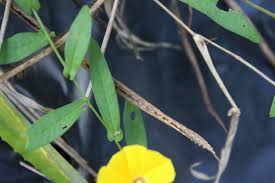 Image result for Xenostegia medium