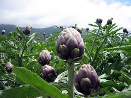 L Artichaut Cynara Scolymus Artichoke Artichoke Plants Edible Landscaping
