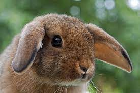 My rabbit's back legs are twitching and shaking. Head Tilt In Rabbits Symptoms Causes Diagnosis Treatment Recovery Management Cost
