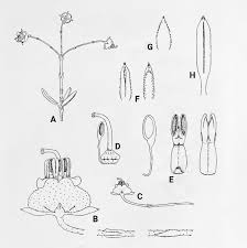 Image result for Erica pleiotricha