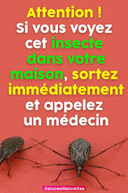 Notre Environnement Est Envahi Par Plusieurs Especes D Insectes Certains Sont Inoffensifs Et Donc Vous N Avez Rien A Craind Health Living Room Designs Medical