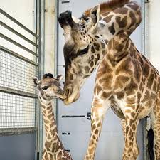 A the giraffe project was quashed more than a year ago, in march 2010, when the ontario municipal board ruled against developer tas designbuild. Greenville Zoo Autumn The Giraffe Is Expecting And Her Calf Should Arrive Soon News Foxcarolina Com