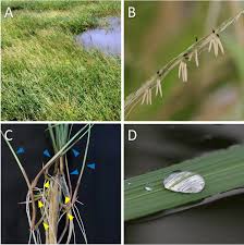 Image result for Oryza longistaminata