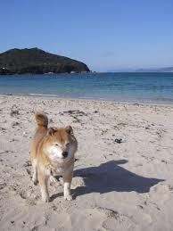 Dog At Sea 06 Dogs Corgi Animals