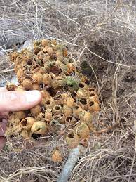 Bumble bee's favorite type of treat is blueberries. Bumblebee Nest That Is Empty Never Knew How A Bumblebee Started Out Bee Garden Bumble Bee Avocado Plant