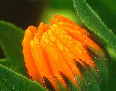 Marigold is a yellow flower related to asters and sunflowers. Bulk Marigold Herb 500g Calendula Officinalis