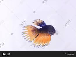 You'll find a high quality of healthy and colorful betta fish for sale. Black Crowntail Betta Image Photo Free Trial Bigstock