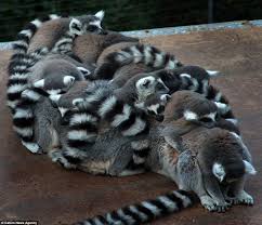 Cute Cosy And Very Very Stripey Lemurs Curl Up In A Family Ball To Keep Out The Winter Chill Sleepy Animals Cute Animals Lemur