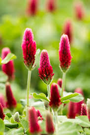 Check spelling or type a new query. 61 Plants That Attract Honeybees Lady Lee S Home