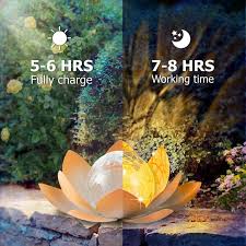 Image result for Lotus discolor